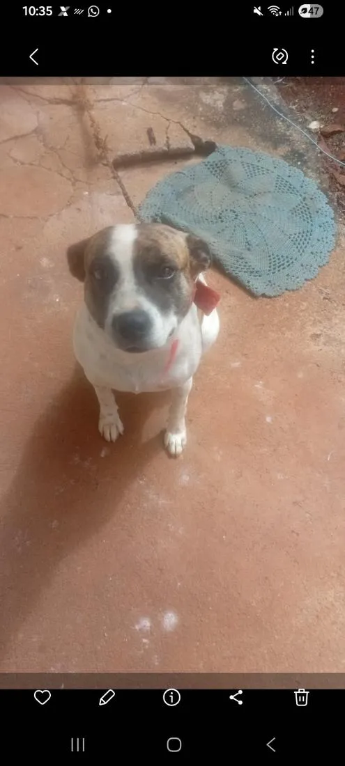 Cachorro raça SRD-ViraLata idade 3 anos nome BOLINHA
