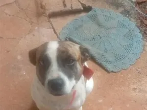 Cachorro raça SRD-ViraLata idade 3 anos nome BOLINHA