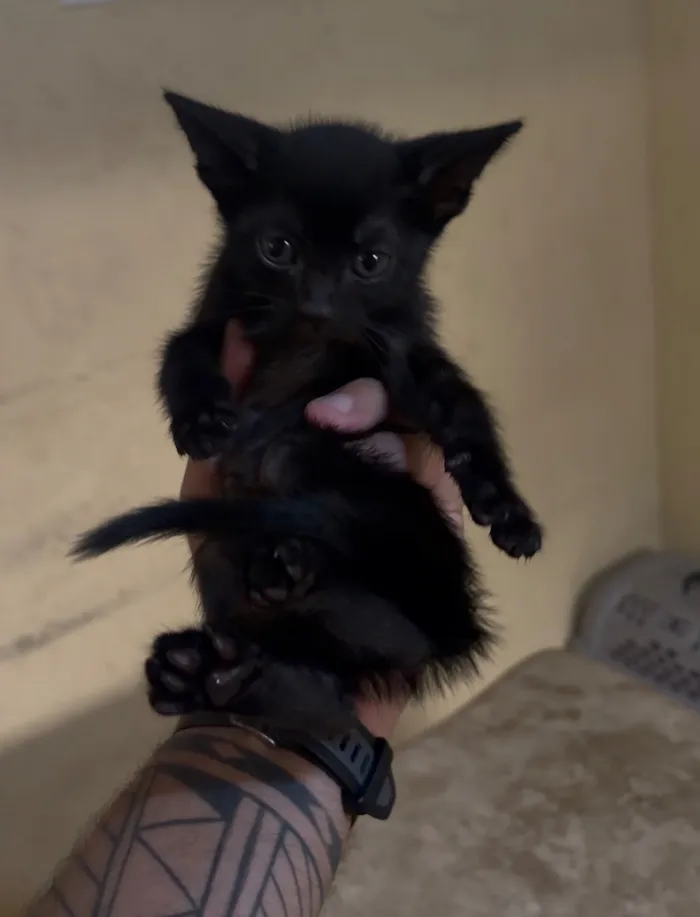 Gato raça SRD-ViraLata idade Abaixo de 2 meses nome Thor