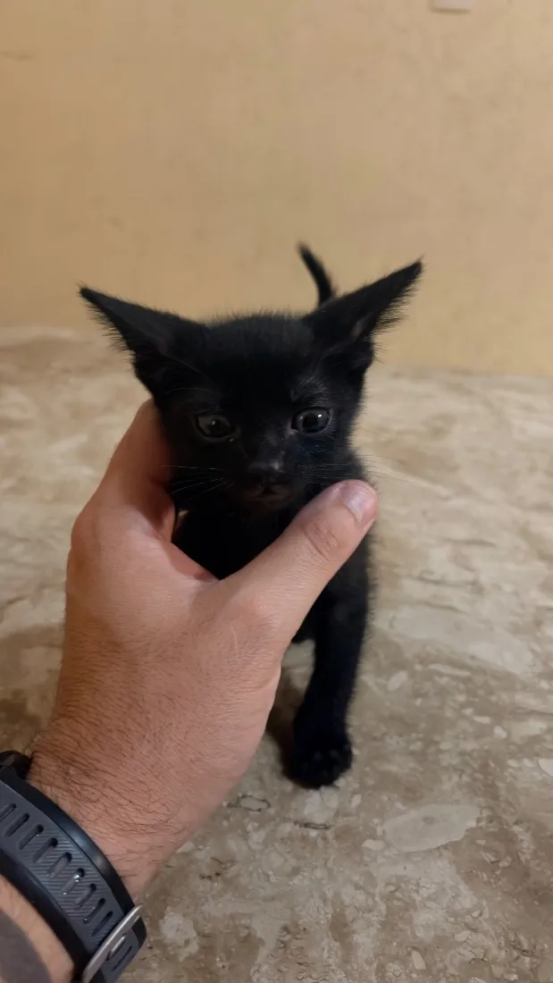 Gato raça SRD-ViraLata idade Abaixo de 2 meses nome Thor