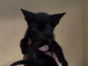 Gato raça SRD-ViraLata idade Abaixo de 2 meses nome Thor