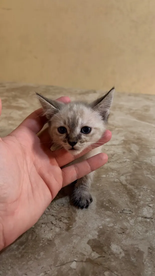 Gato raça SRD-ViraLata idade Abaixo de 2 meses nome Zara