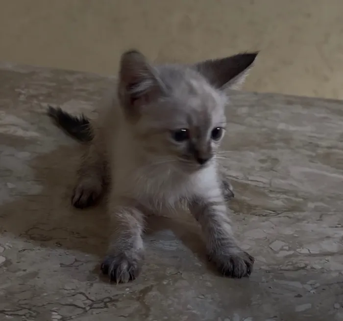 Gato raça SRD-ViraLata idade Abaixo de 2 meses nome Zara