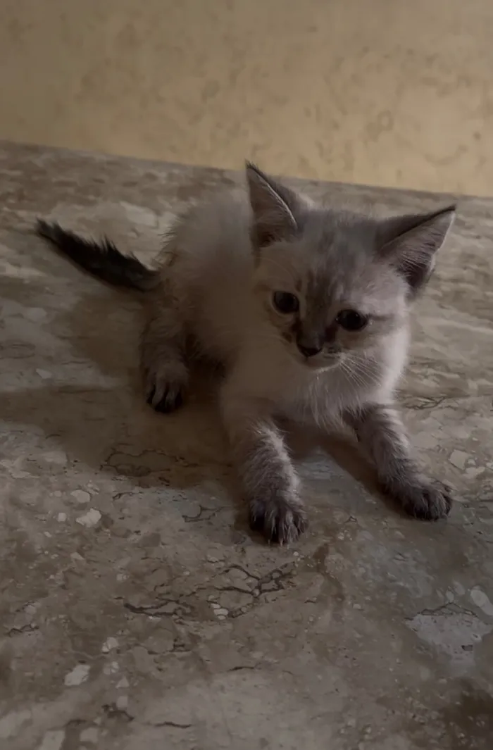 Gato raça SRD-ViraLata idade Abaixo de 2 meses nome Zara