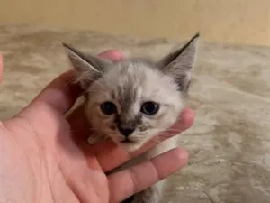 Gato raça SRD-ViraLata idade Abaixo de 2 meses nome Zara