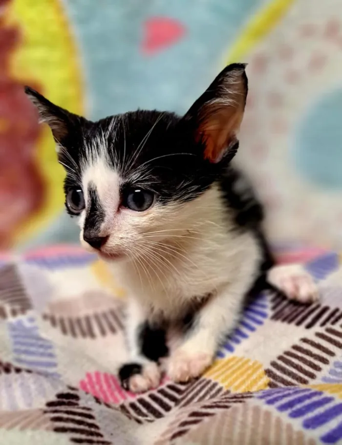 Gato raça SRD-ViraLata idade 2 a 6 meses nome Will