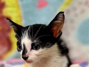 Gato raça SRD-ViraLata idade 2 a 6 meses nome Will