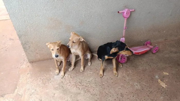 Cachorro raça SRD-ViraLata idade 1 ano nome bela