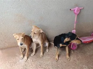 Cachorro raça SRD-ViraLata idade 1 ano nome bela