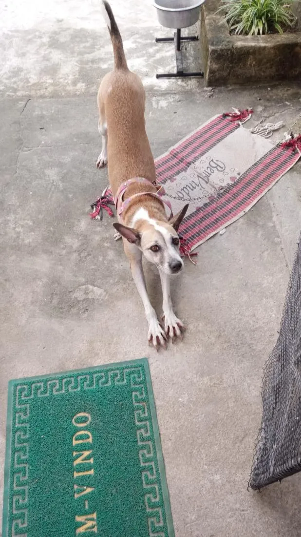 Cachorro raça SRD-ViraLata idade 4 anos nome Margo