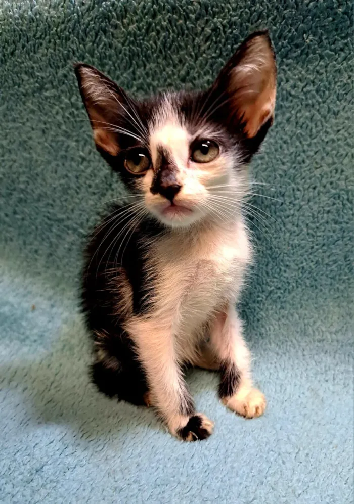 Gato raça SRD-ViraLata idade 2 a 6 meses nome Will