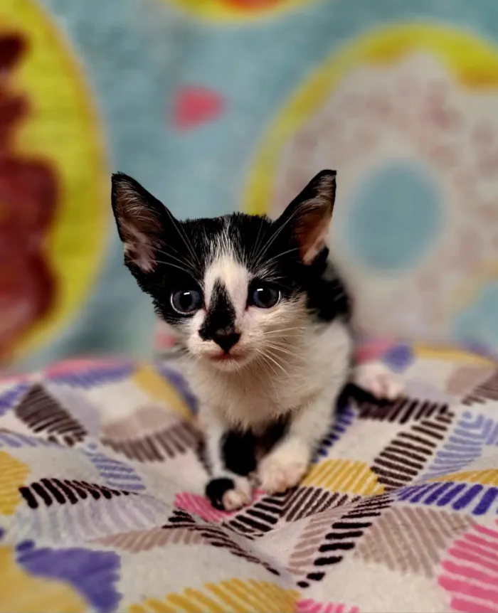 Gato raça SRD-ViraLata idade 2 a 6 meses nome Will