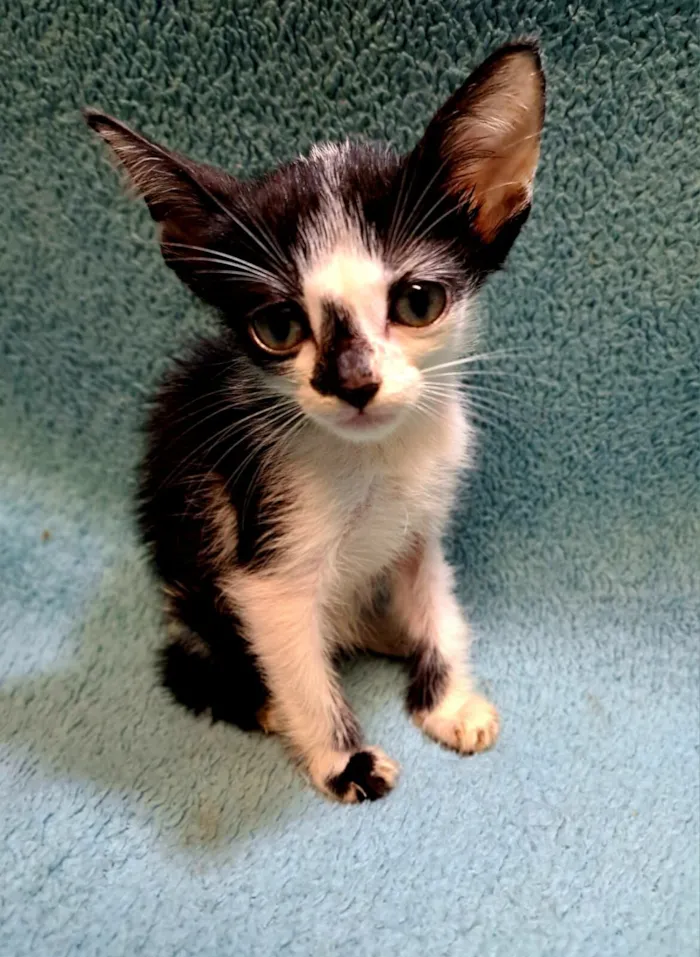 Gato raça SRD-ViraLata idade 2 a 6 meses nome Will