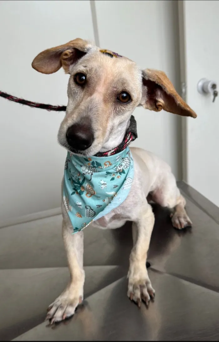 Cachorro raça SRD-ViraLata idade 2 anos nome Princesa 