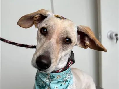 Cachorro raça SRD-ViraLata idade 2 anos nome Princesa 