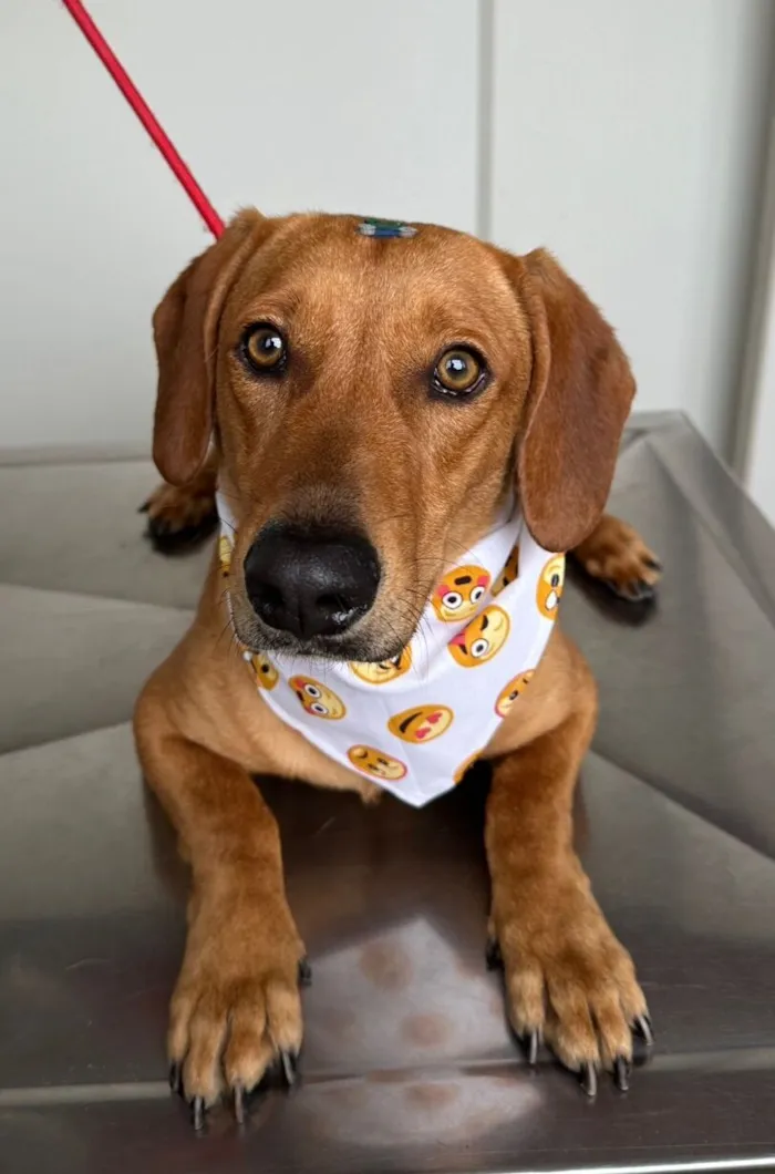 Cachorro raça SRD-ViraLata idade 2 a 6 meses nome Não tem nome 