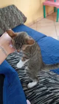 lua,mime e misse 