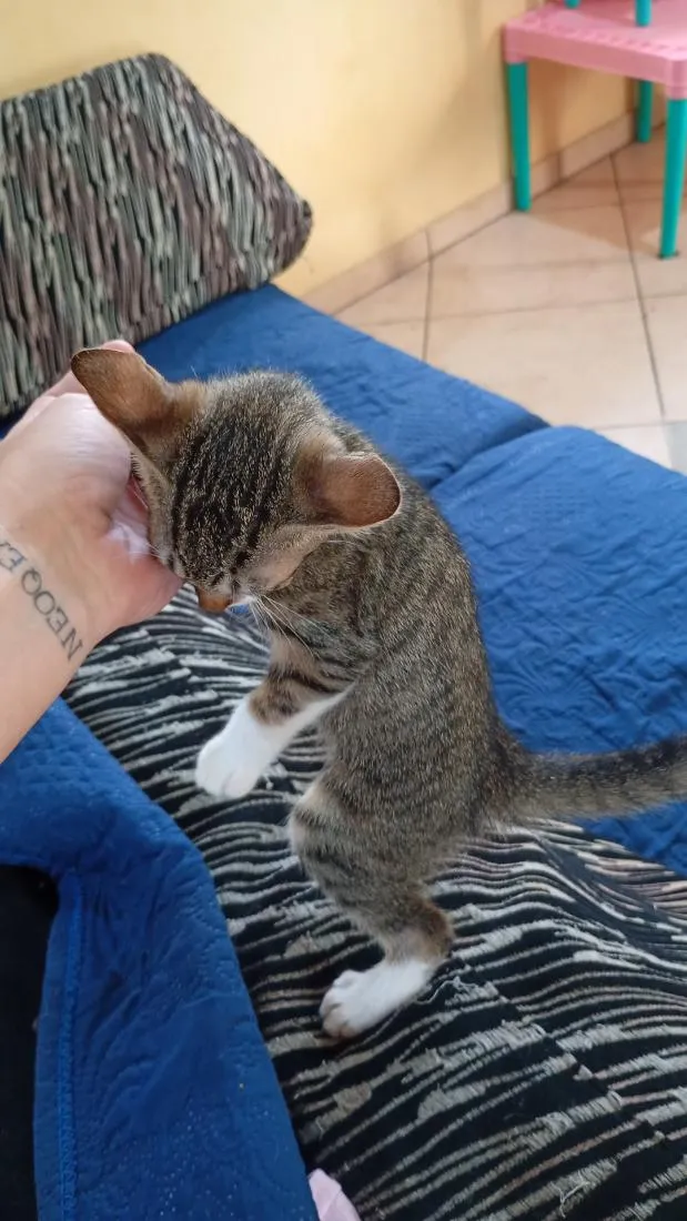 Gato raça SRD-ViraLata idade 2 a 6 meses nome lua,mime e misse 
