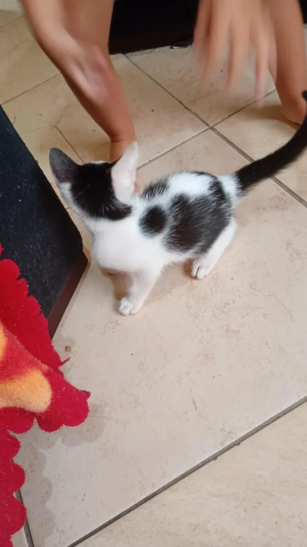 Gato raça SRD-ViraLata idade 2 a 6 meses nome lua,mime e misse 