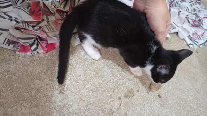 Gato raça SRD-ViraLata idade 2 a 6 meses nome lua,mime e misse 