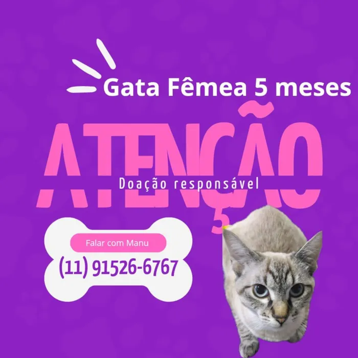 Gato raça Siamês idade 7 a 11 meses nome bidel 