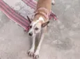 Margo