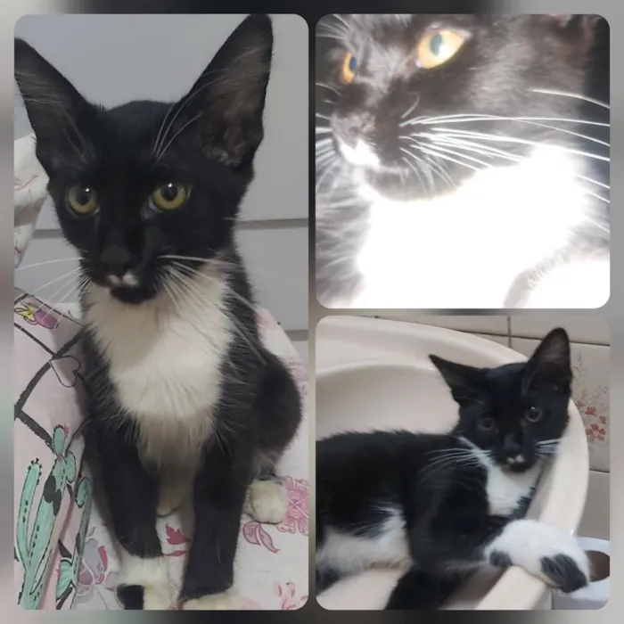 Gato raça SRD-ViraLata idade 2 a 6 meses nome Mancha