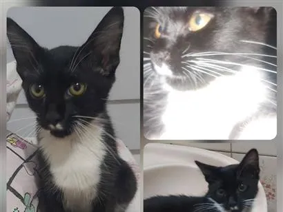 Gato raça SRD-ViraLata idade 2 a 6 meses nome Mancha