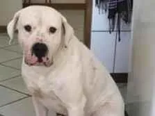 Cachorro raça SRD-ViraLata idade 2 anos nome Scar