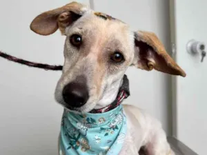 Cachorro raça SRD-ViraLata idade 2 anos nome Princesa 