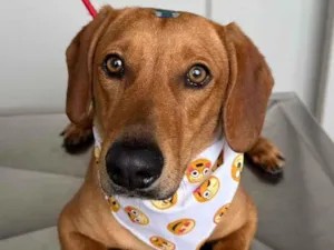 Cachorro raça SRD-ViraLata idade 2 a 6 meses nome Não tem nome 