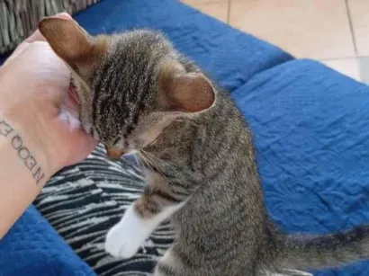 Gato raça SRD-ViraLata idade 2 a 6 meses nome lua,mime e misse 