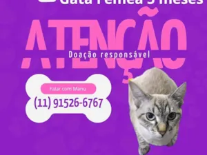 Gato raça Siamês idade 7 a 11 meses nome bidel 