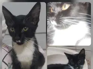 Gato raça SRD-ViraLata idade 2 a 6 meses nome Mancha