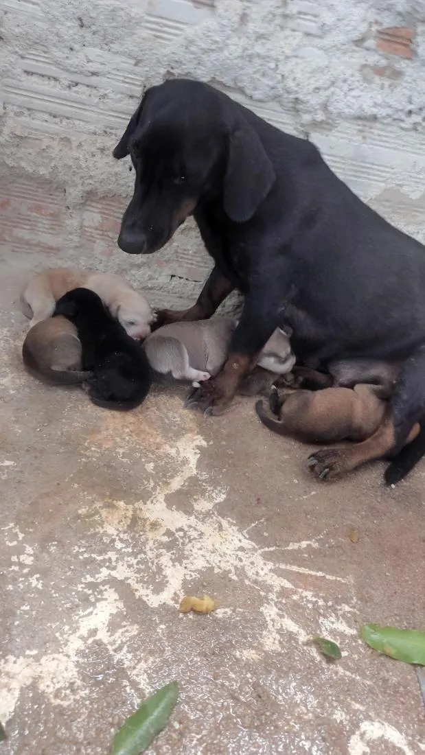 Cachorro raça SRD-ViraLata idade 2 a 6 meses nome não tem 