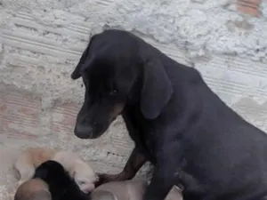 Cachorro raça SRD-ViraLata idade 2 a 6 meses nome não tem 