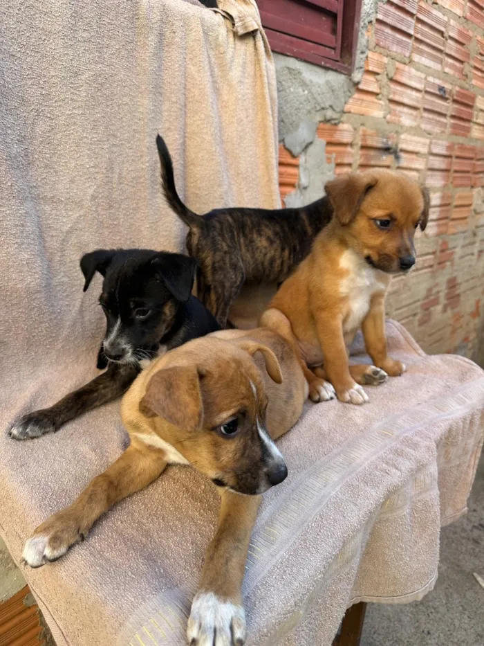 Cachorro raça SRD-ViraLata idade 2 a 6 meses nome Sem nomes ainda