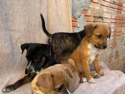 Cachorro raça SRD-ViraLata idade 2 a 6 meses nome Sem nomes ainda