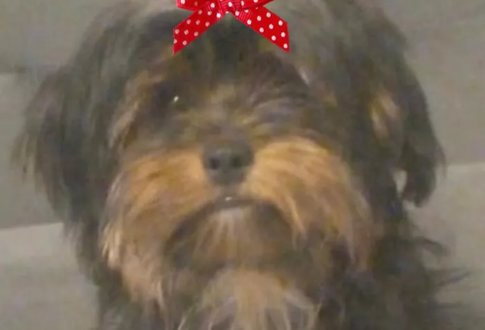 Cachorro raça Yorkshire idade 2 a 6 meses nome Ranna