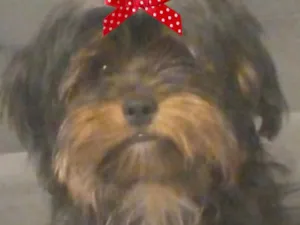 Cachorro raça Yorkshire idade 2 a 6 meses nome Ranna