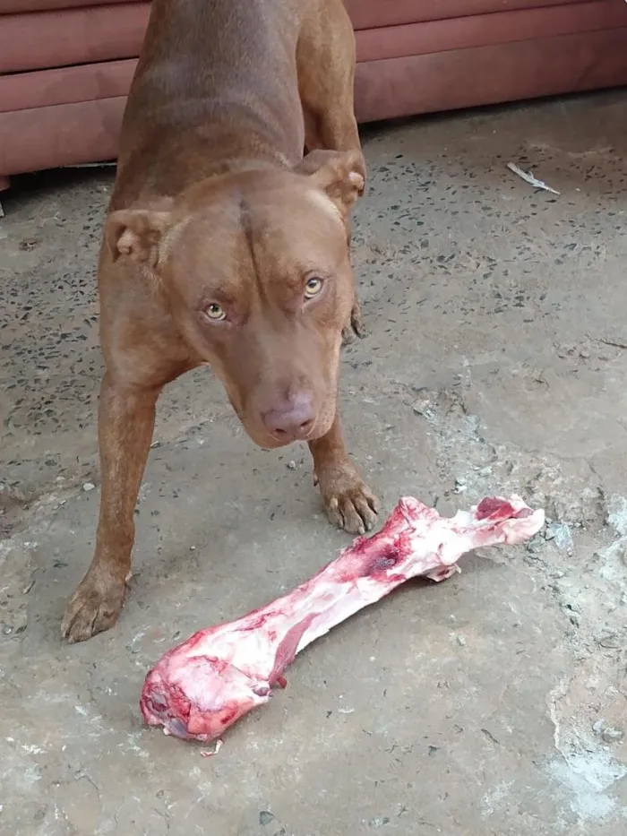 Cachorro raça Pit-Bull idade 5 anos nome TOREDO