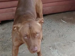 Cachorro raça Pit-Bull idade 5 anos nome TOREDO