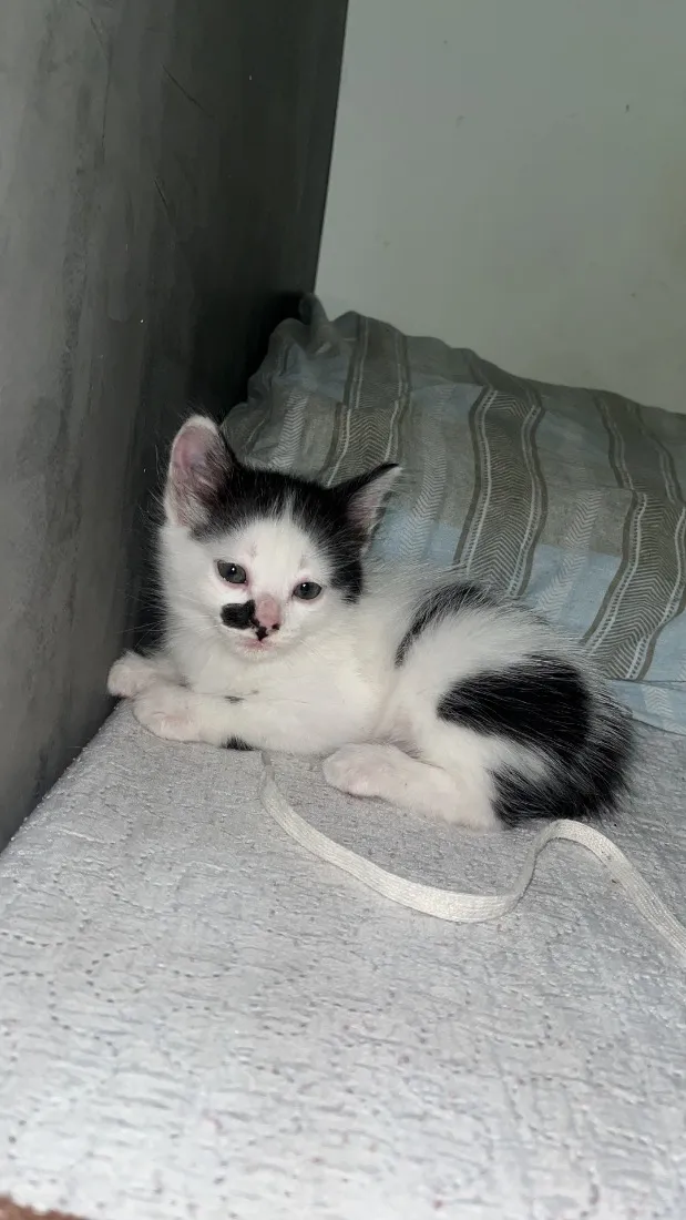 Gato raça Siamês idade 2 a 6 meses nome Sem nome 