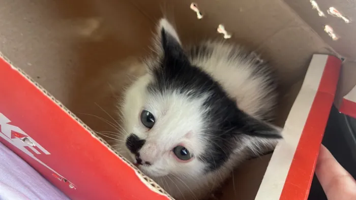 Gato raça Siamês idade 2 a 6 meses nome Sem nome 