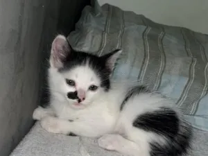 Gato raça Siamês idade 2 a 6 meses nome Sem nome 
