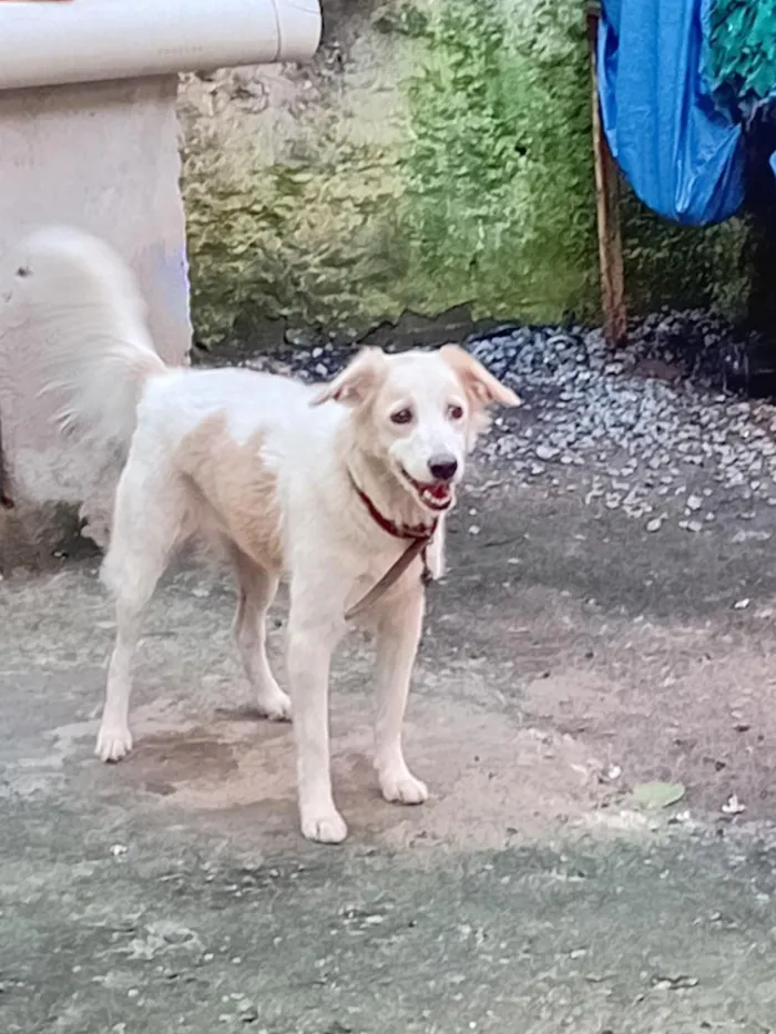 Cachorro raça SRD-ViraLata idade 2 anos nome Suzu