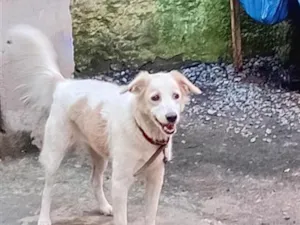 Cachorro raça SRD-ViraLata idade 2 anos nome Suzu