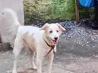 Cachorro raça SRD-ViraLata idade 2 anos nome Suzu