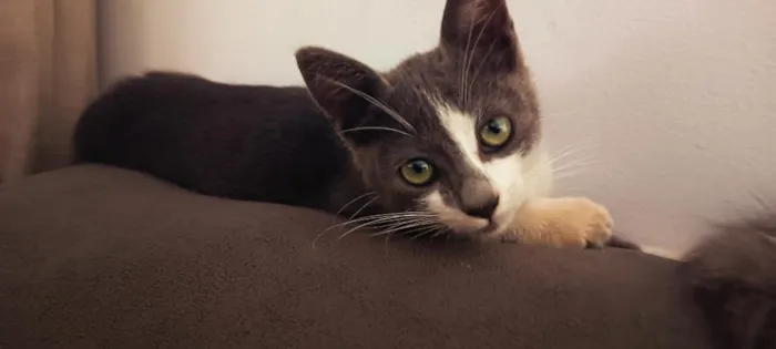 Gato raça SRD-ViraLata idade 2 a 6 meses nome Nina