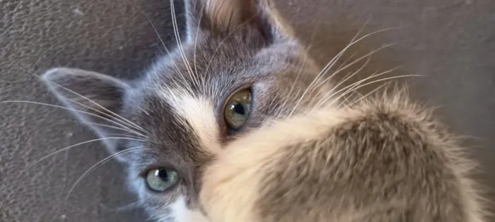 Gato raça SRD-ViraLata idade 2 a 6 meses nome Nina